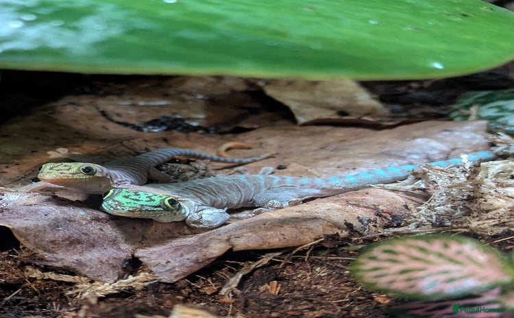 Gecko reptiles - Advert 5