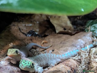 Gecko reptiles - Advert 14