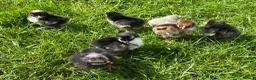 Chickens poultry for sale: 8x Week Old PURE BREED Chicks for sale! - Advert 4