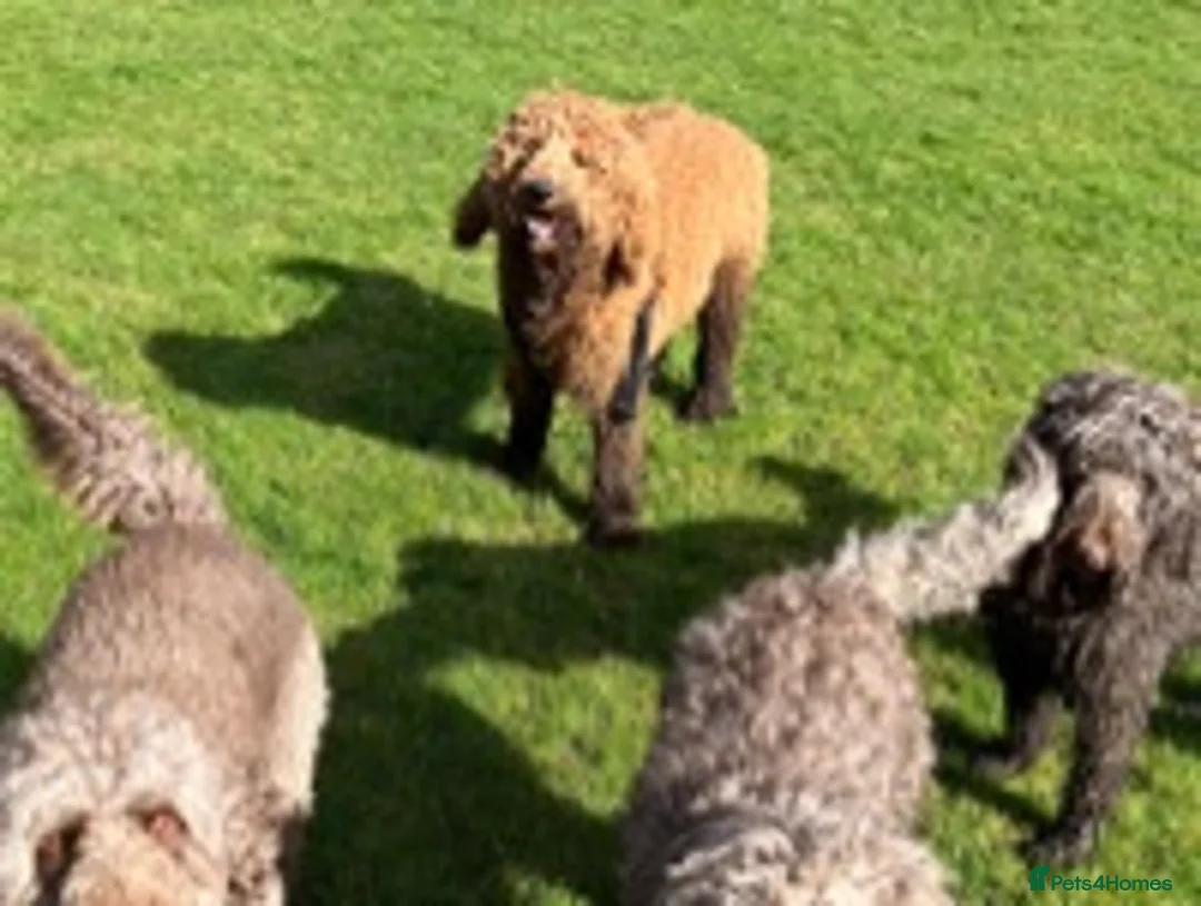 Goldendoodle dogs for stud: Goldendoodle Standard size (proven)  in Manchester - Advert 7