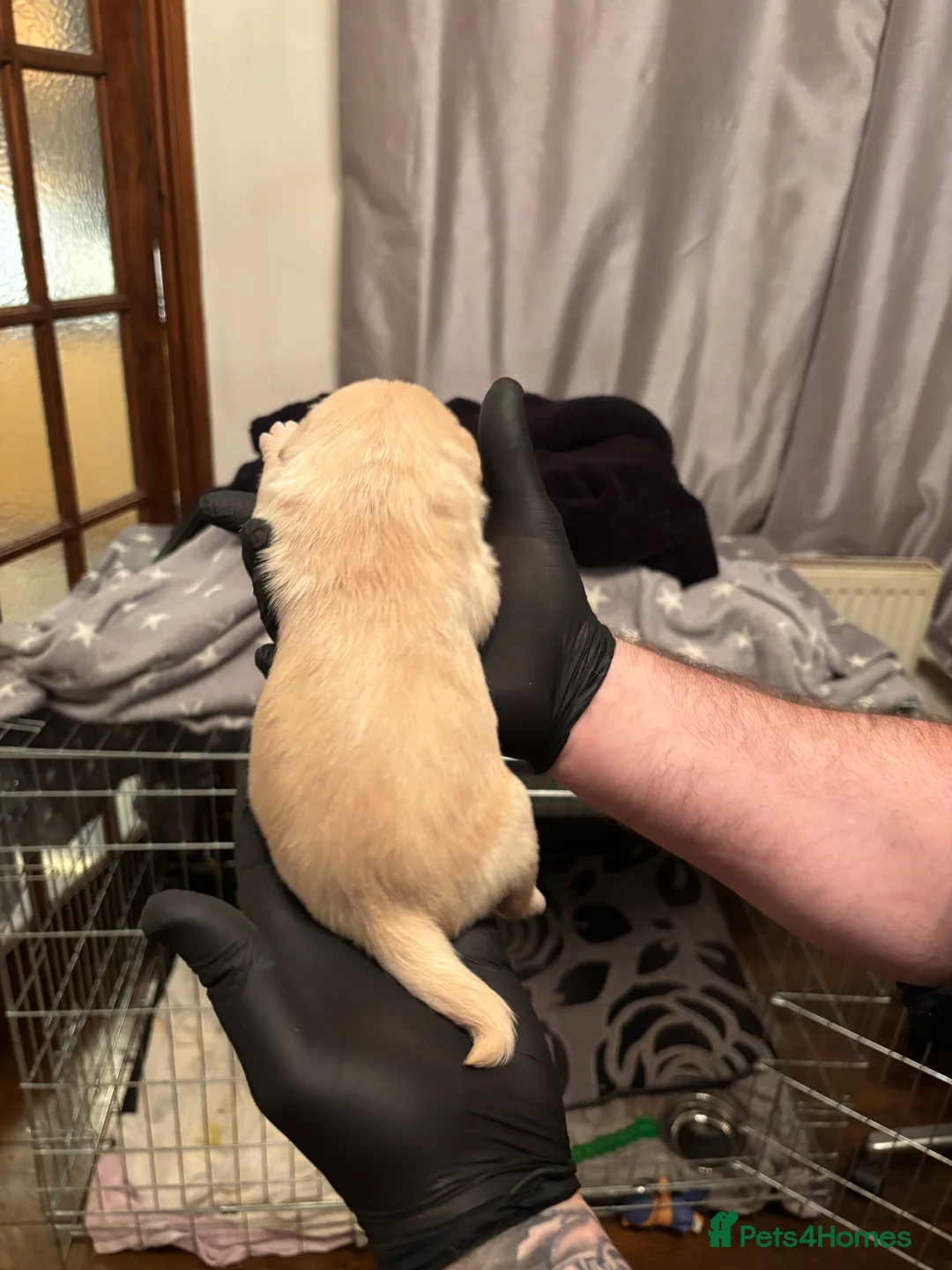 Mixed Breed dogs for sale: Floodles - Advert 16