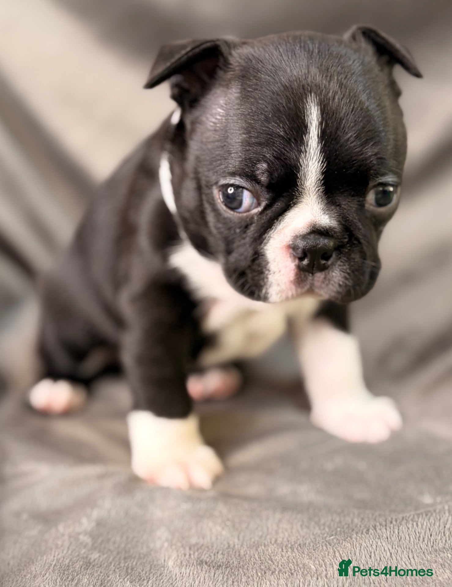 Boston Terrier dogs Bostixon KC Registered Boston Terrier Puppies - Advert 1