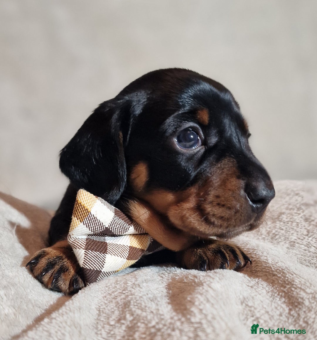 Miniature Dachshund dogs for sale: Champion bloodlines excellent quality KC miniature - Advert 27