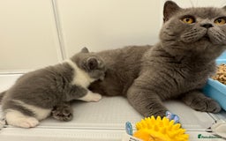 British Shorthair cats for sale: GCCF registered - blue bi-colour male - Image 9