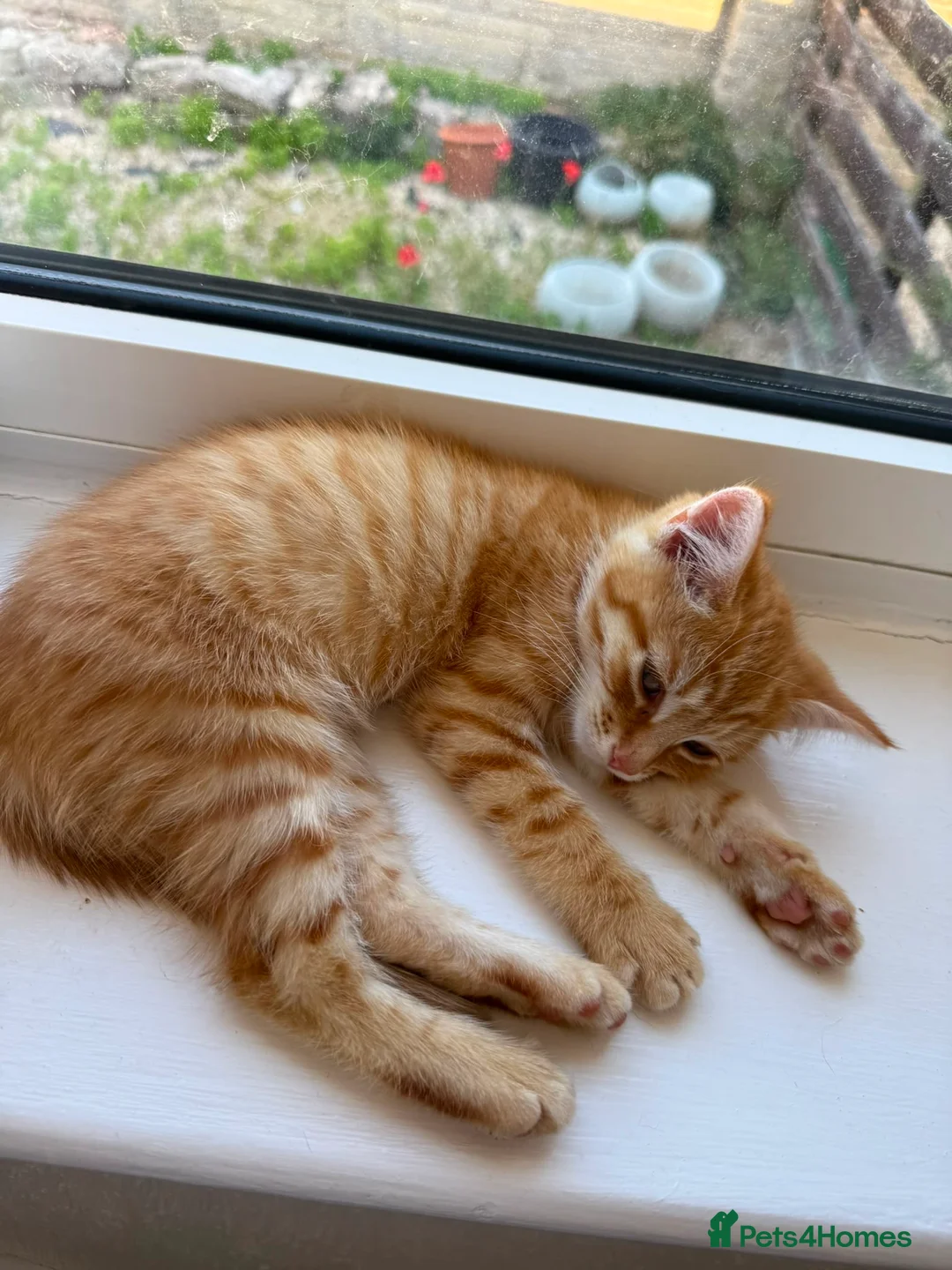 Mixed Breed cats for sale: 1/4 Bengal Fluffy Ginger Male Kitten - Advert 2