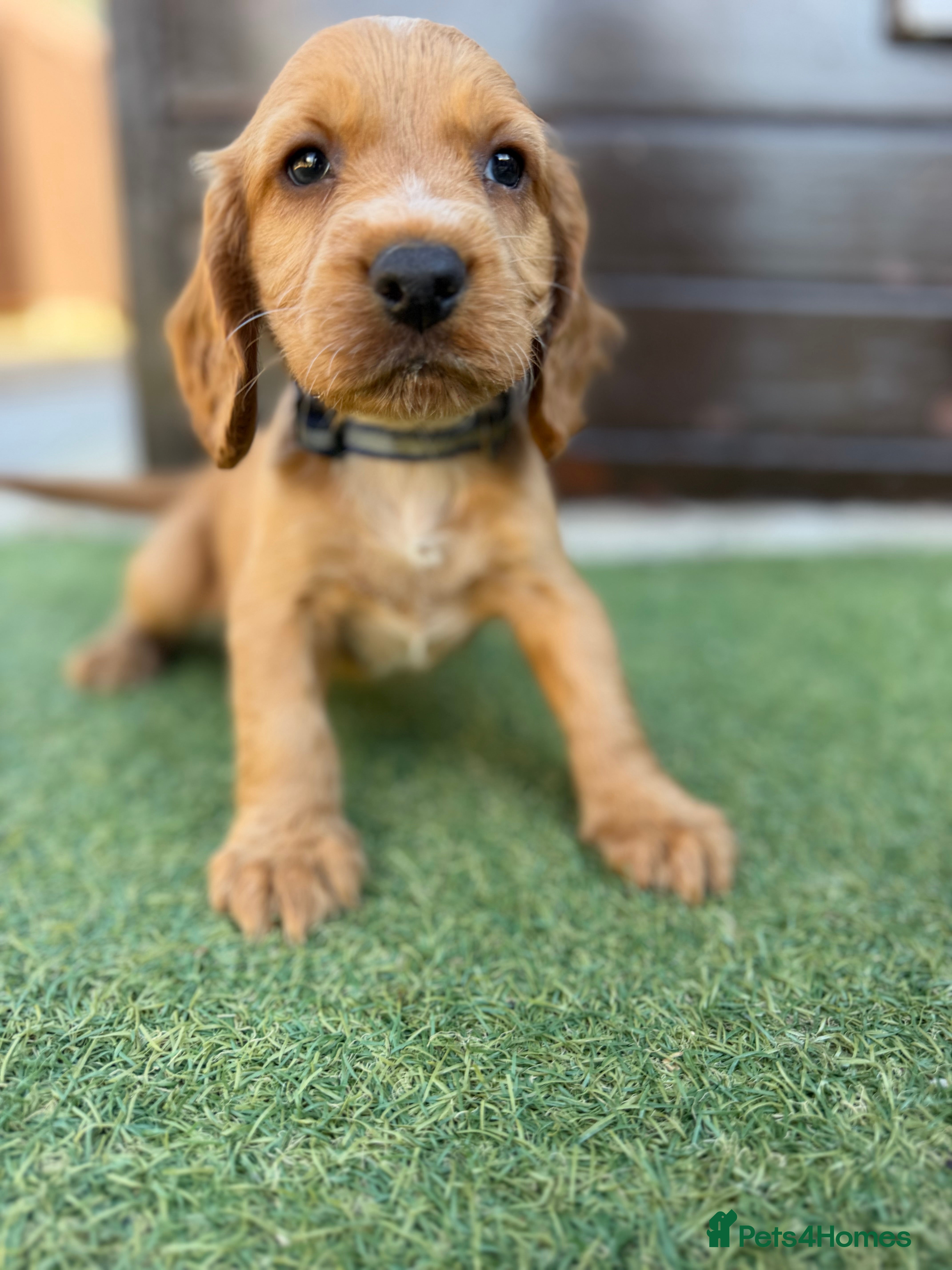 Cocker Spaniel dogs Cocker spaniel pups  - Advert 1