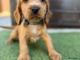 Cocker Spaniel dogs Cocker spaniel pups - Advert 1