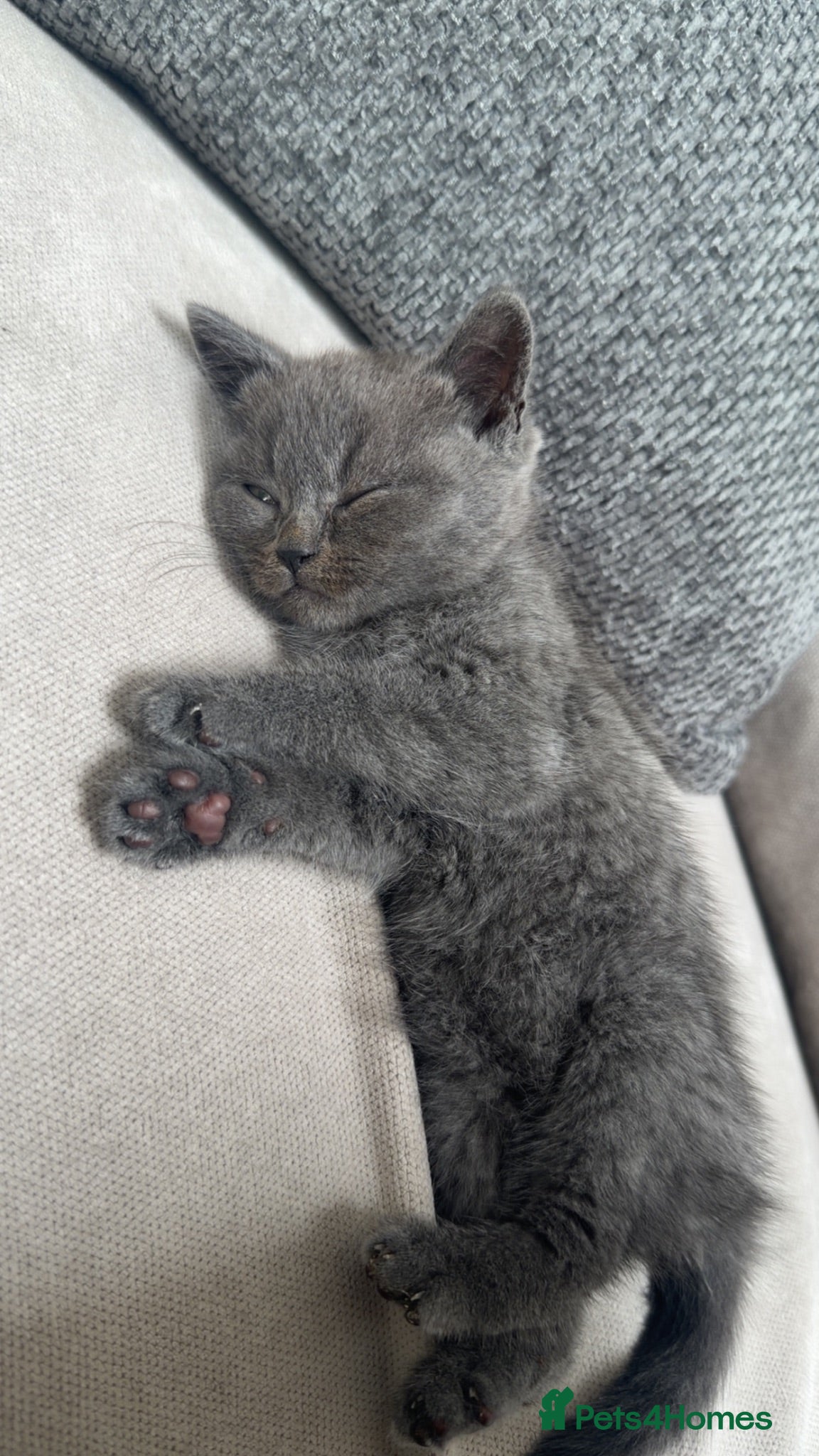 British Shorthair cats Beautiful British Shorthair Kitten for Sale - Advert 1