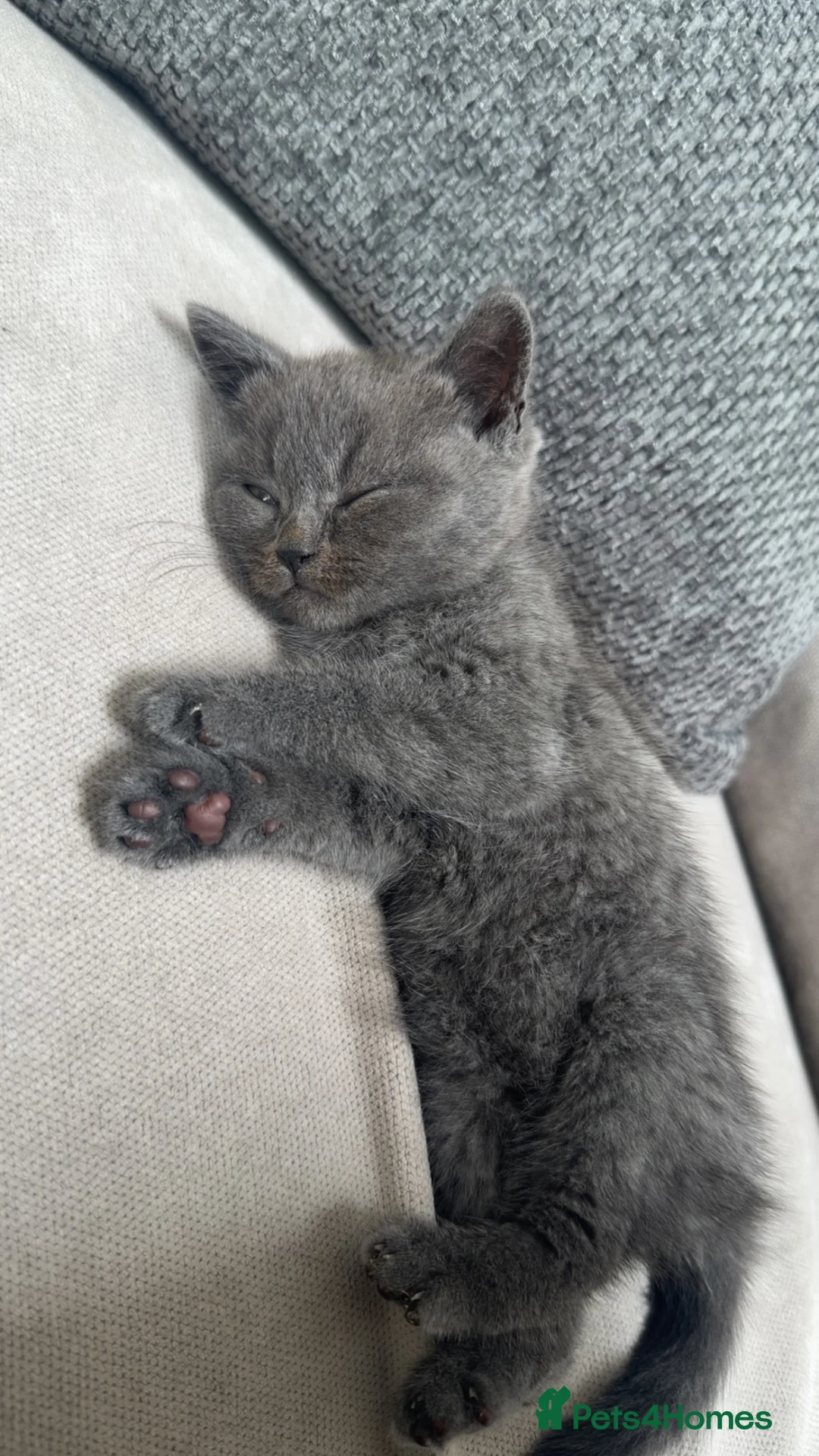 British Shorthair cats for sale: Beautiful British Shorthair Kitten for Sale in Atherstone - Advert 1