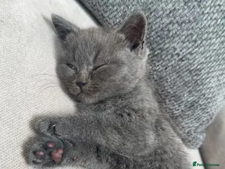 British Shorthair cats Beautiful British Shorthair Kitten for Sale - Advert 1