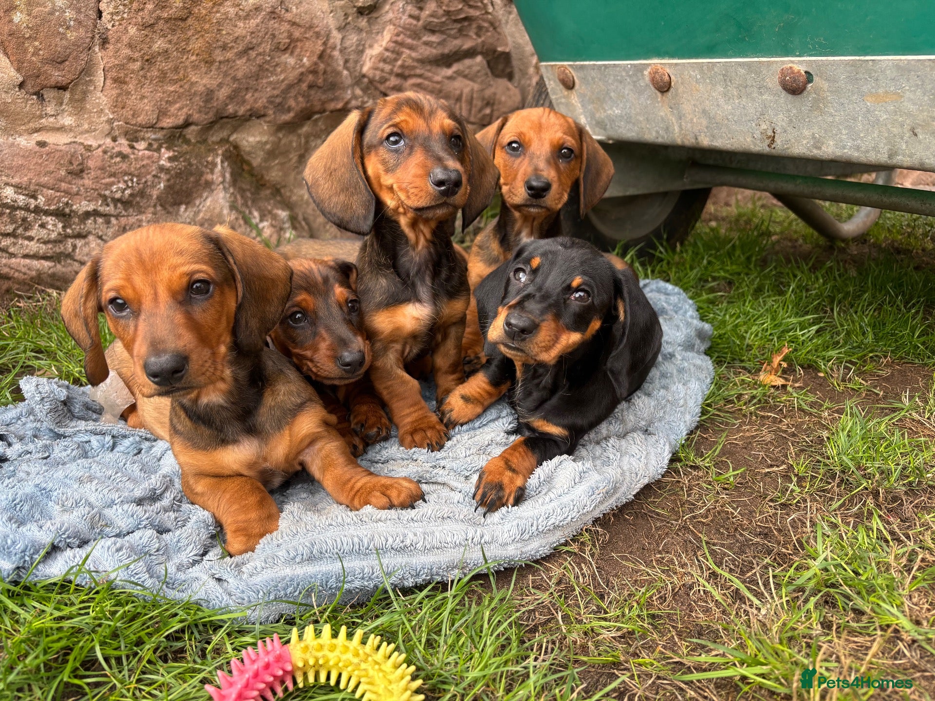 Dachshund dogs Stunning KC Registered Standard Dachshunds  - Advert 8