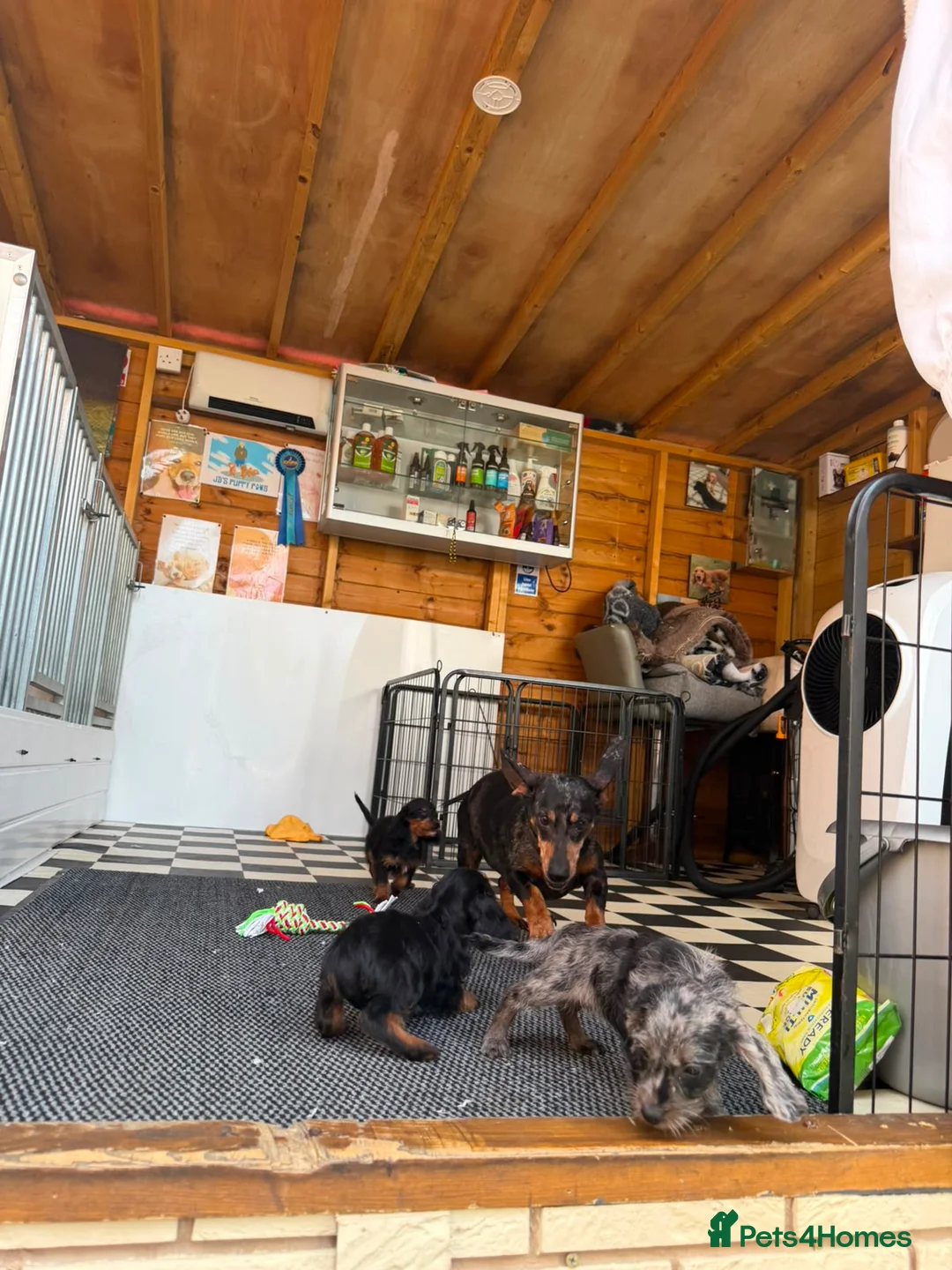 Doxiepoo dogs for sale: Beautiful doxiepoos (council licensed breeder) - Advert 20