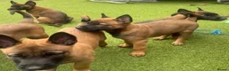 Belgian Shepherd Dog dogs for sale: Stunning litter of Belgian Malinois puppies  in Weymouth - Advert 12