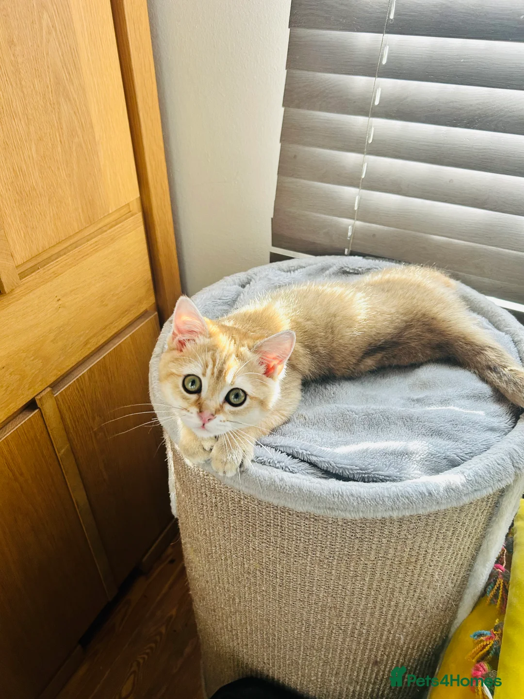 Scottish Fold cats for sale: Beautiful Golden Chinchilla kittens  - Advert 26