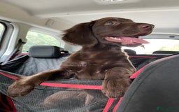 Mixed Breed dogs for sale: Cocker spaniel & boarder collie cross  - Image 8