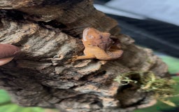 Gecko reptiles for sale: Beautiful Dalmatian Crested Gecko - Image 13