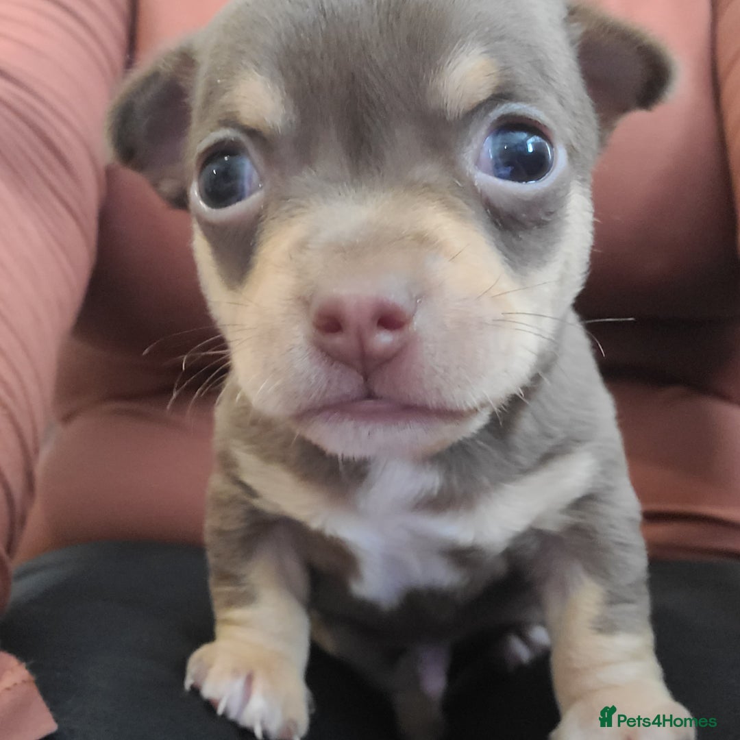 Chihuahua dogs for sale: Smooth coat chihuahua  - Image 7