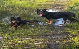 Welsh Collie dogs for sale: Welsh Collie (Tri Colour) Puppies for sale - Image 14