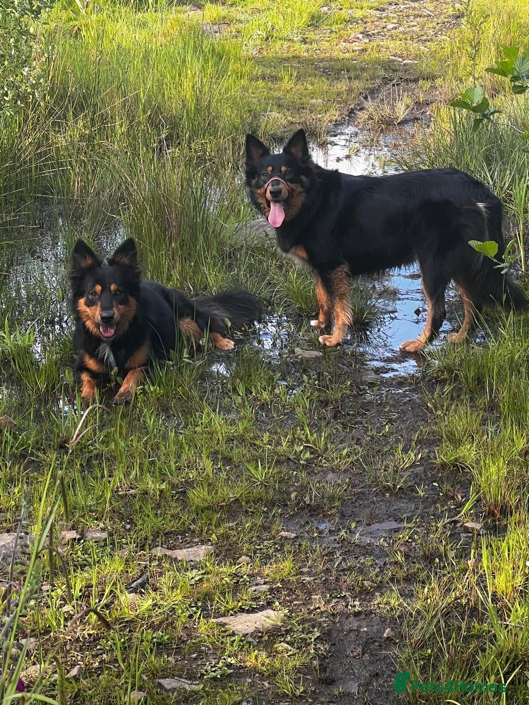 Welsh Collie dogs for sale: Welsh Collie (Tri Colour) Puppies for sale - Image 14