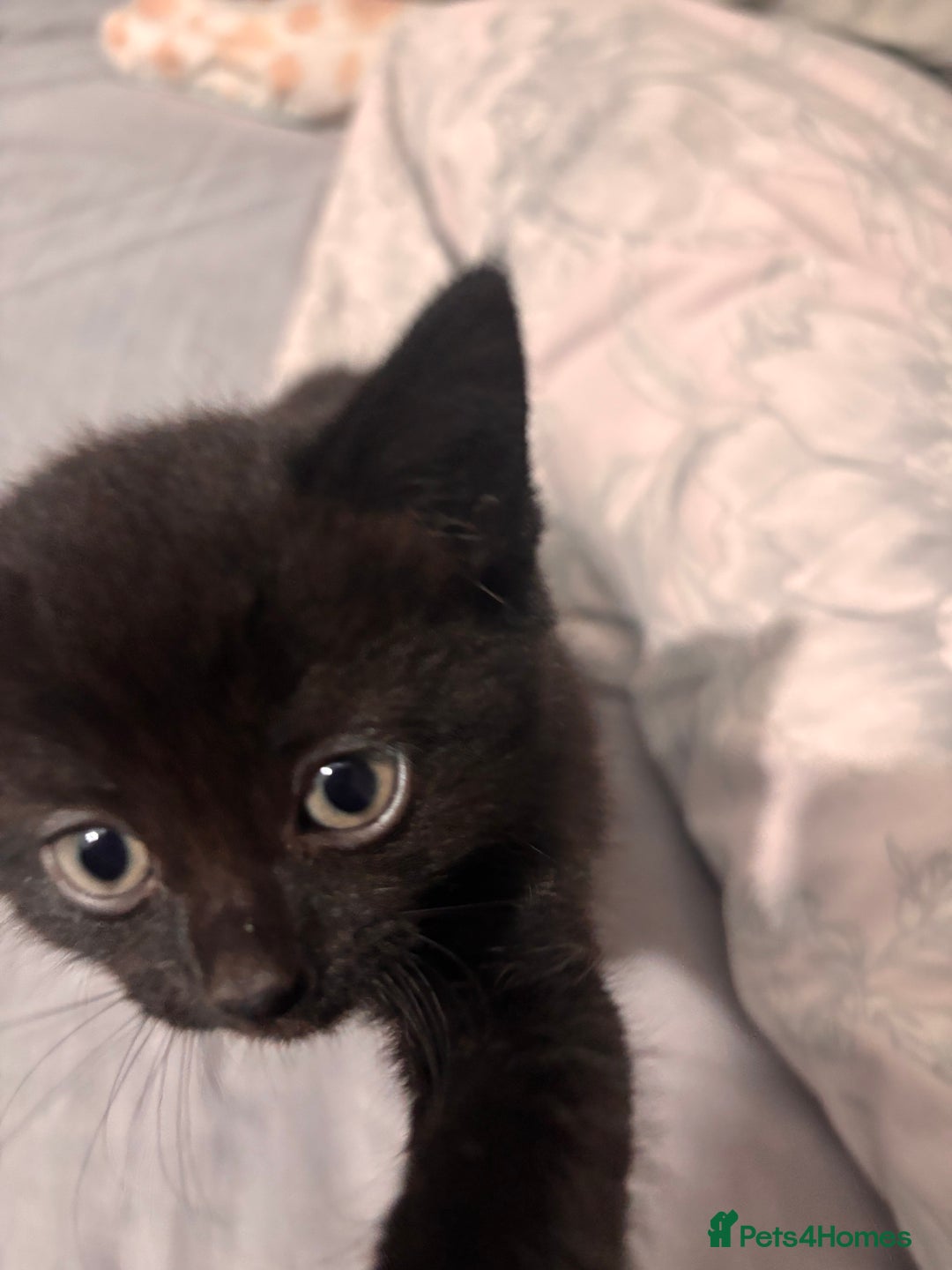 British Shorthair cats for sale: 3 black and 1 tabby looking for a home - Image 4