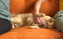 Mixed Breed dogs for adoption: Bambi - In Ayr looking for a home  - Image 3
