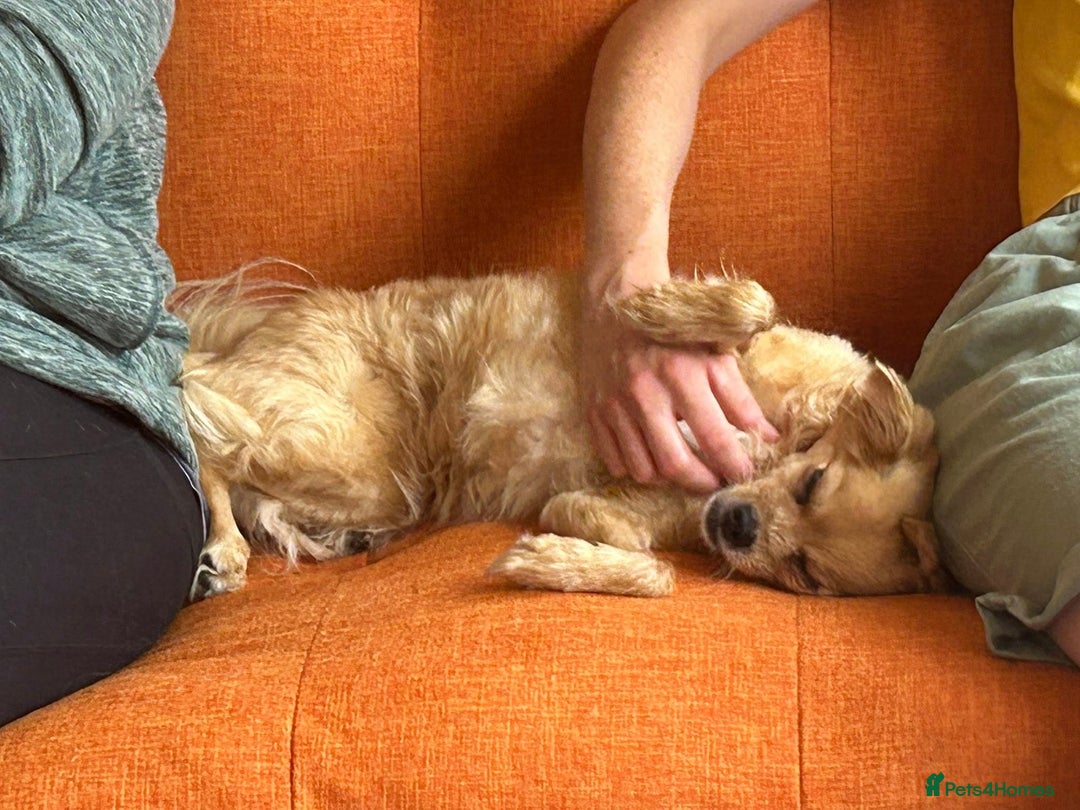 Mixed Breed dogs for adoption: Bambi - In Ayr looking for a home  - Image 3