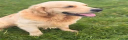 Golden Retriever dogs for stud: Exceptional Proven Stud - Advert 11