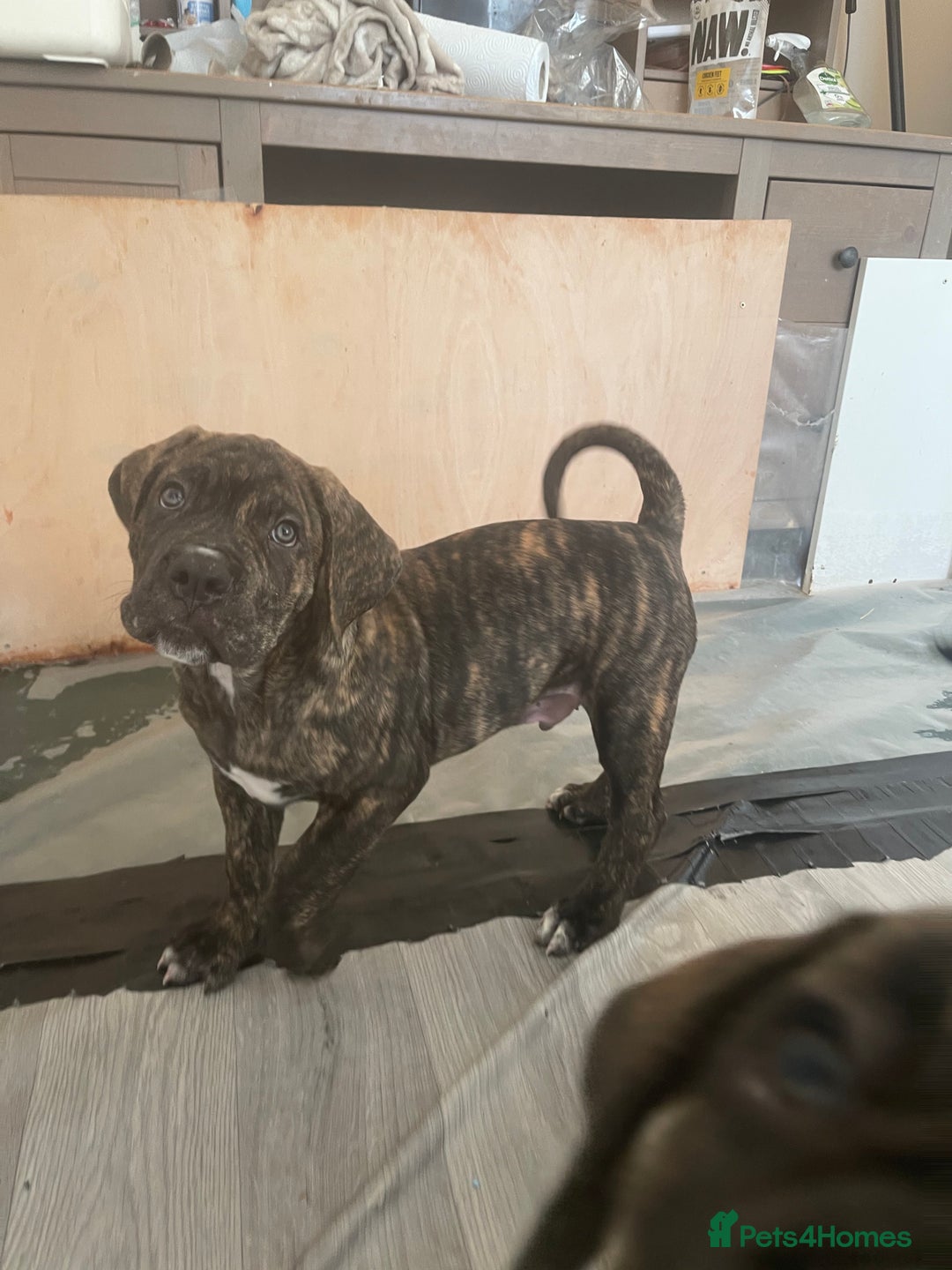 Cane Corso dogs for sale: Yuki X Aries Russian Champ Bloodline Puppies - Advert 19