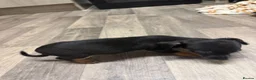 Dachshund dogs for sale: Dachshund  - Advert 3