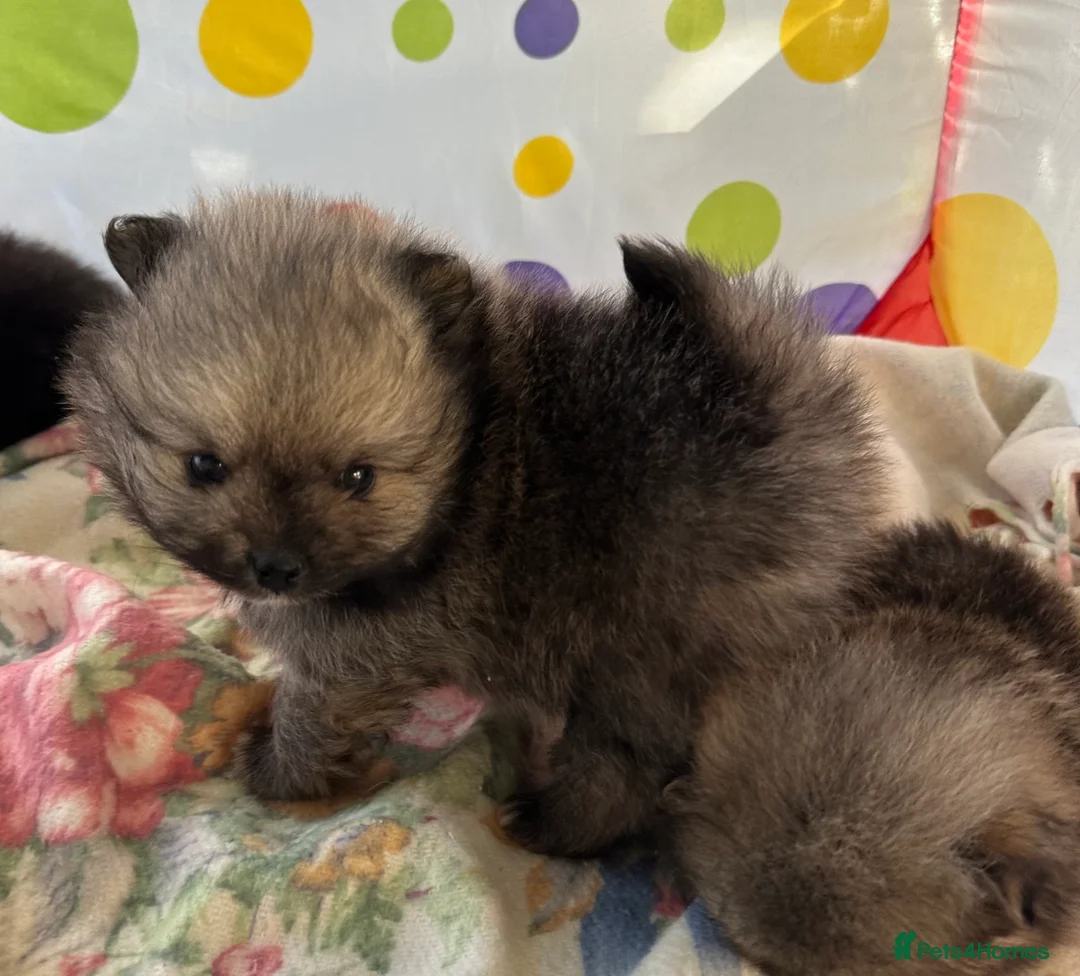 Pomeranian dogs for sale: Lovely Pomeranian puppies  - Advert 11