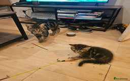Mixed Breed cats for sale: Free kitten - Image 10