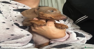 Miniature Dachshund dogs - Advert 14