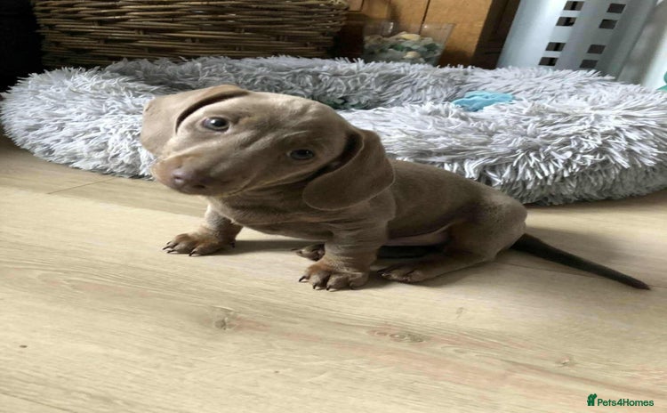 Miniature Dachshund dogs - Advert 4