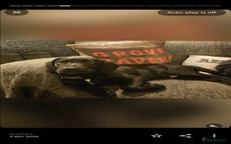 Cockerdor dogs for stud: 🐾 STUD AVAILABLE – Dylan the Cockador 🐾 - Image 14