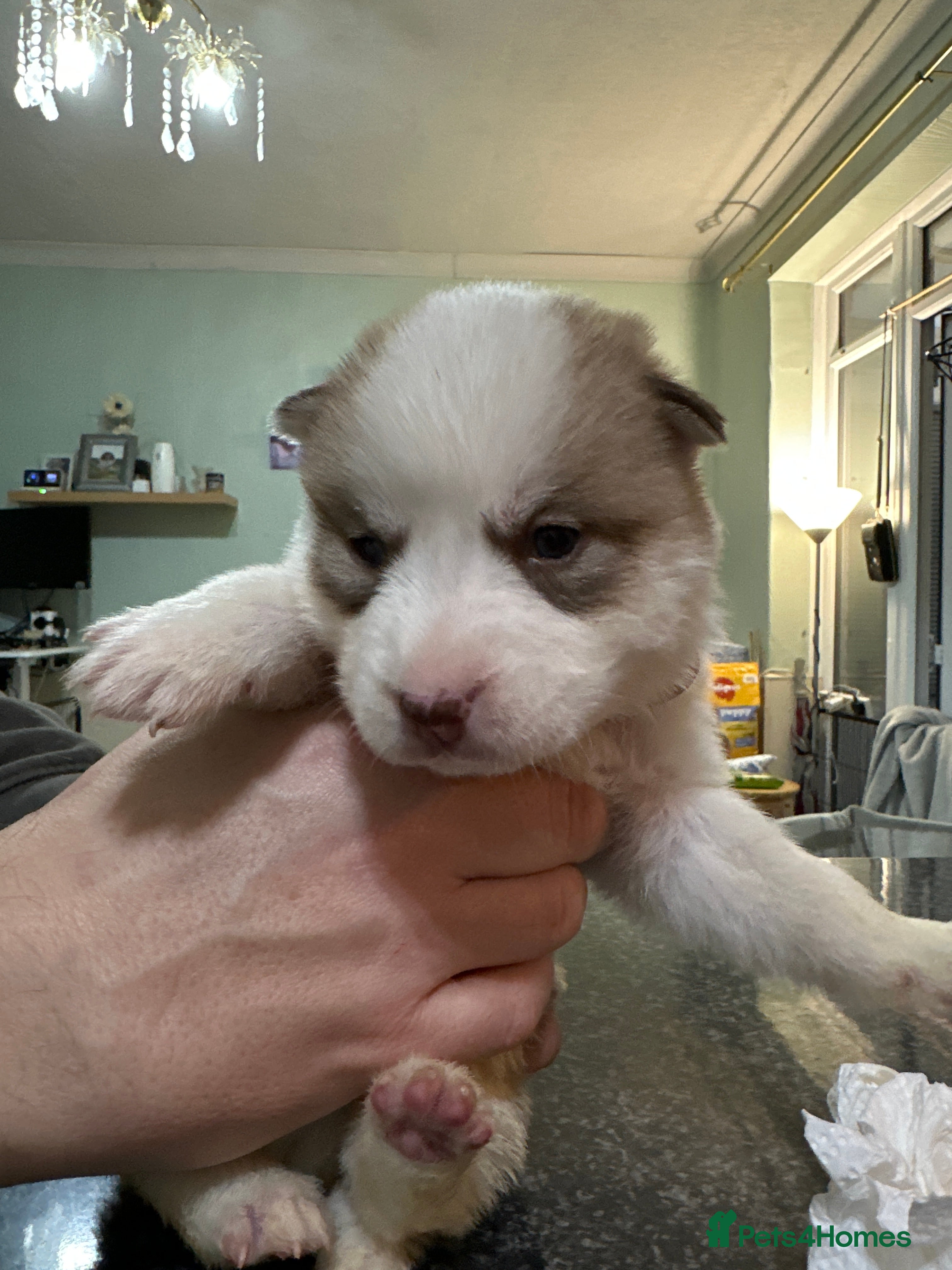 Siberian Husky dogs for sale: Beautiful Siberian Husky Puppies – Litter 2  - Advert 2