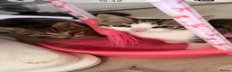 Mixed Breed cats for sale: 2 beautiful male kittens for sale in Basildon - Advert 3