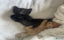British Shorthair cats for sale: 5 kitties for sale  - Image 5