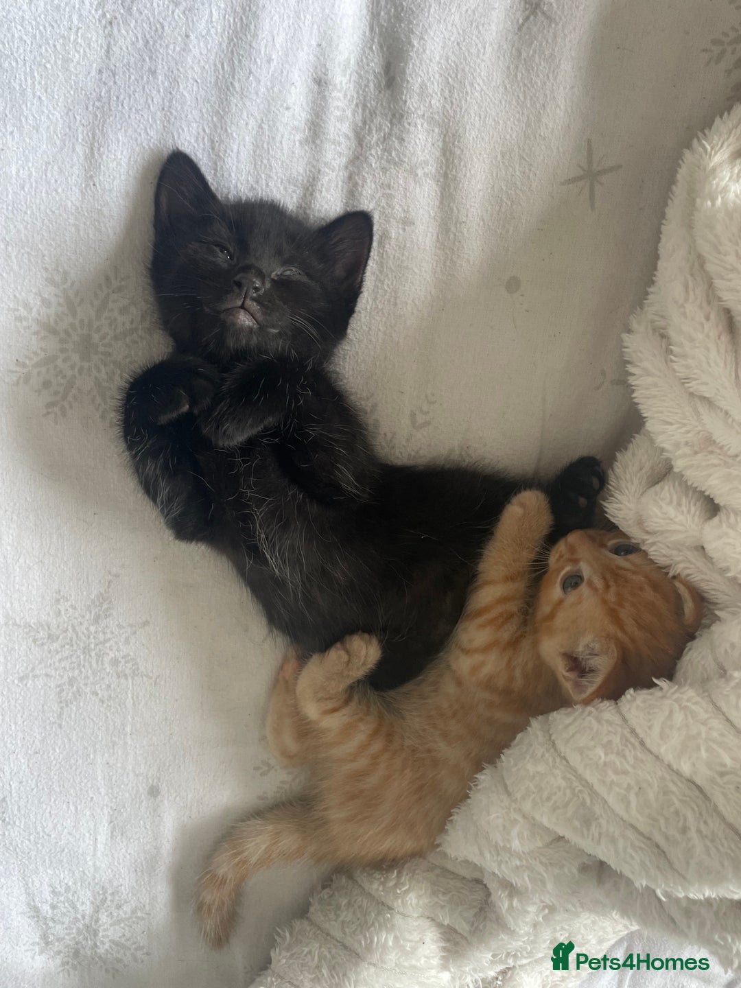 British Shorthair cats for sale: 5 kitties for sale  - Image 5