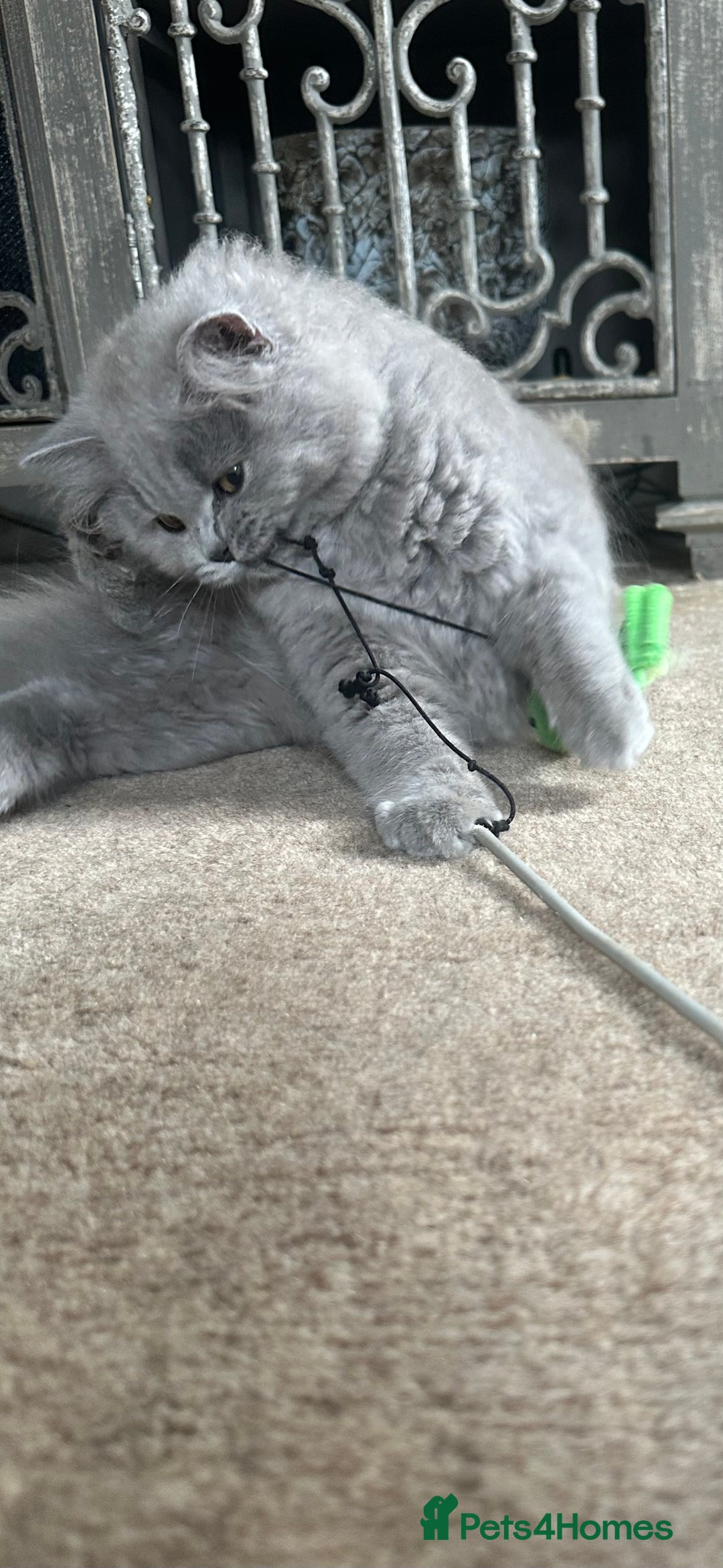 British Shorthair cats for sale: Last chunky kitten remaining  - Image 2