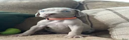 Weimaraner dogs for sale: 🐾Ready Now KC REG SILVER WEIMARANER PUPPIES 🐾 - Advert 25
