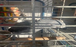 Parrots birds for sale: Semi Tame African Grey - Image 3