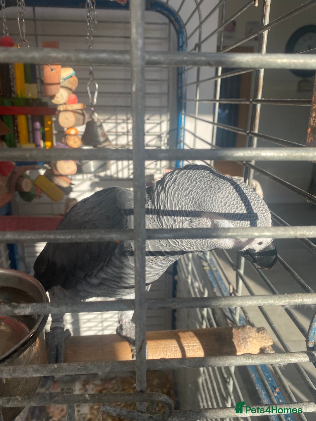 Parrots birds for sale: Semi Tame African Grey - Image 3