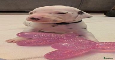 Dalmatian dogs - Advert 1