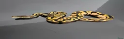 Python Snake reptiles for sale: Regius pythons/ ball pythos - Advert 5