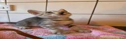 Bengal cats for sale: Bengal charcoal silver kittens from snow linx  - Advert 20