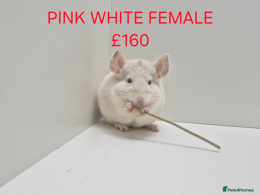 Chinchilla rodents for sale: STUNNING BABIES CHINCHILLA MIX COLOURS AND GENDER  - Advert 1