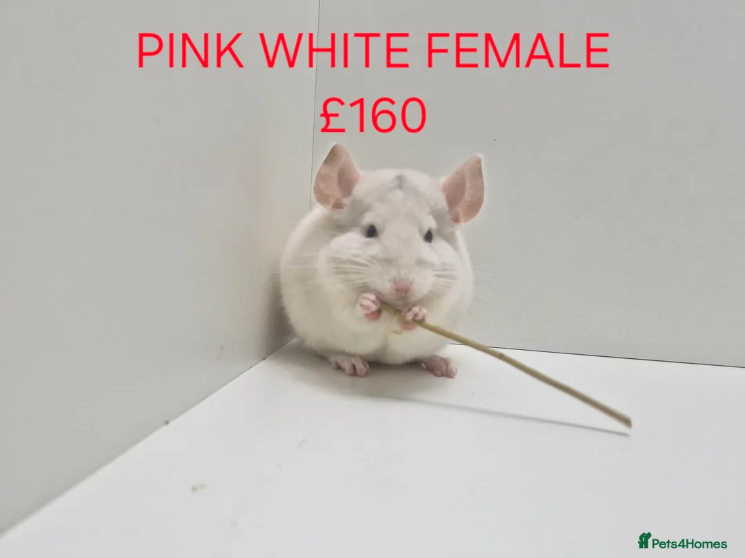 Chinchilla rodents for sale: STUNNING BABIES CHINCHILLA MIX COLOURS AND GENDER  - Advert 1
