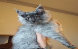 Maine Coon cats for stud: Proven GCCF & TICA Black Smoke stud in Bolton - Image 15