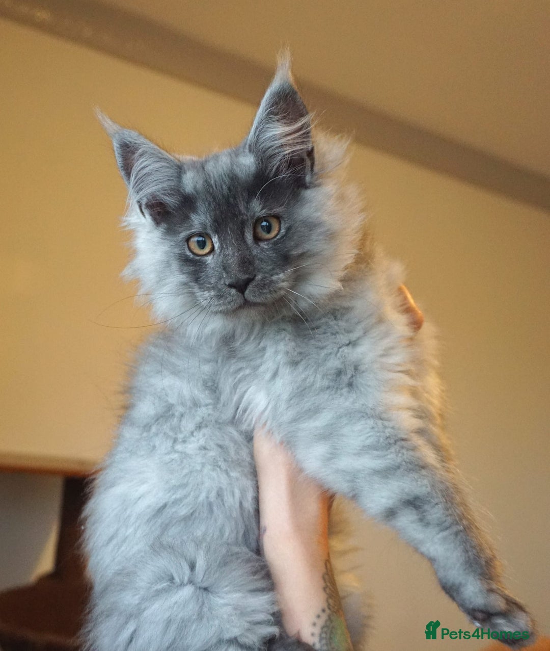 Maine Coon cats for stud: Proven GCCF & TICA Black Smoke stud in Bolton - Image 15