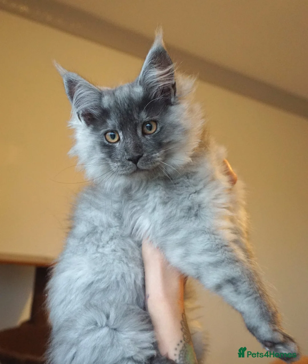 Maine Coon cats for stud: Proven GCCF & TICA Black Smoke stud in Bolton - Advert 16